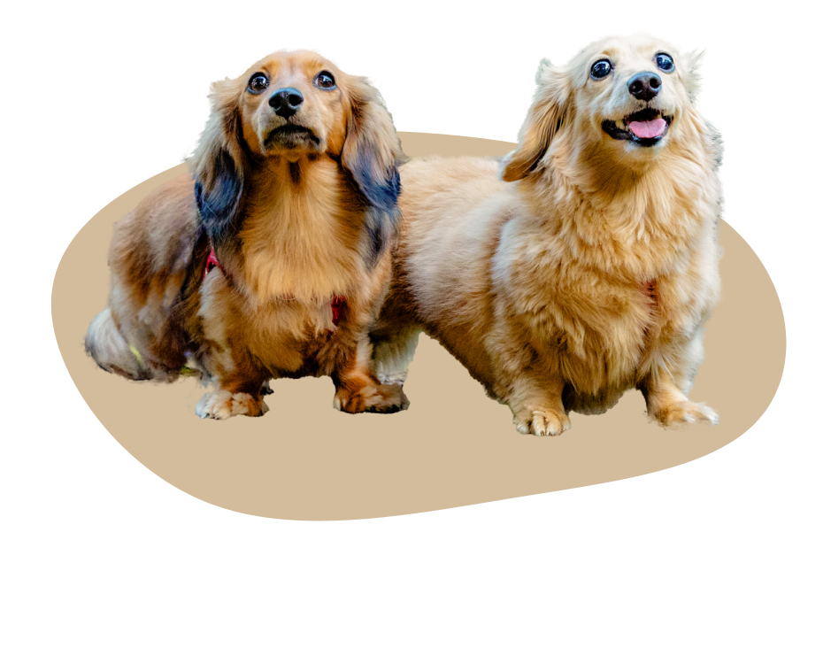 2匹の犬