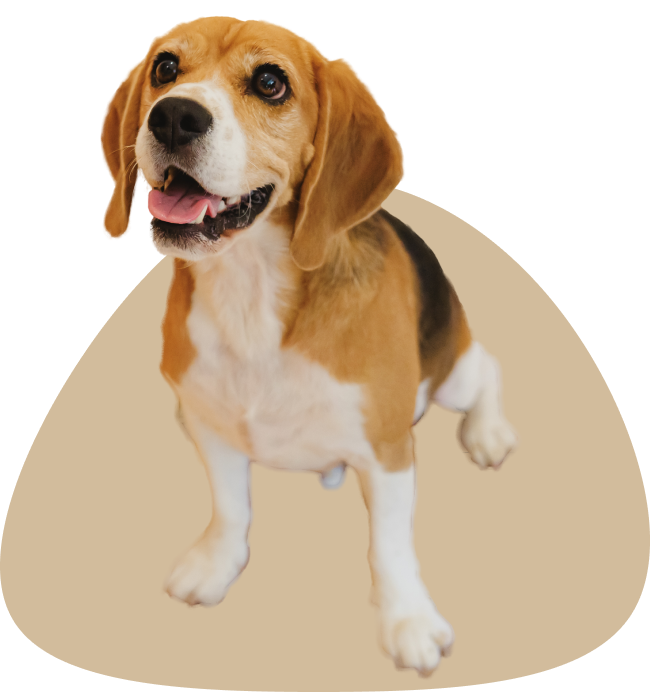 1匹の犬